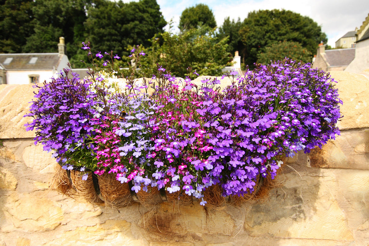 Lilac Purple Lobelia Regatta Lobelia Erinus Flower Seeds – photo 6