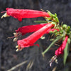 150 Eatons RED FIRECRACKER PENSTEMON Eatonii Native Hummingbird Flower Seeds