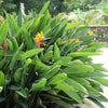 5 TROPICAL BIRD OF PARADISE Strelitzia Reginae Crane Flower Houseplant Seeds