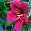 10 KENAF HIBISCUS Cannabinus Indian Hemp Red Flower Seeds