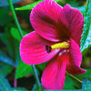 Kenaf Hibiscus Seeds – Cannabinus Indian Hemp Red Flower – photo 6