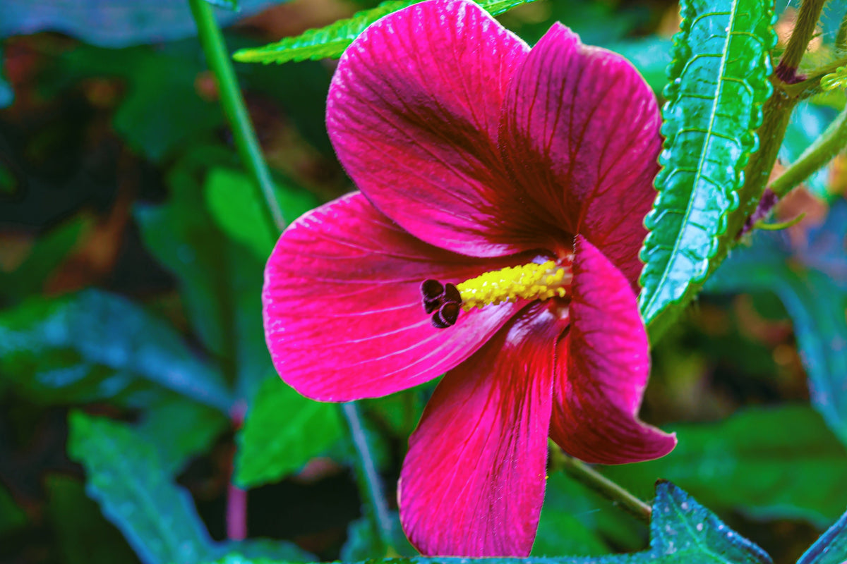 Kenaf Hibiscus Seeds – Cannabinus Indian Hemp Red Flower – photo 6