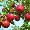 25 PARADISE APPLE Red Delicious Common Malus Pumila Domestica Fruit Tree Seeds