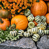 25 SWEET DUMPLING SQUASH Orange Winter Delicata Cucurbita Maxima Vegetable Seeds