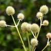 200 RATTLESNAKE MASTER / Button Snakeroot  Eryngium Yuccifolium Flower Seeds