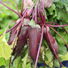250 CYLINDRA BEET Beta Vulgaris Vegetable Seeds