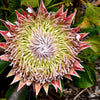 5 Giant KING PROTEA Cynaroides Sugarbush Rare 12" Flower Seeds