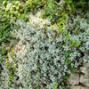 1500 SNOW IN SUMMER (Chickweed) Cerastium Biebersteinii Flower Seeds