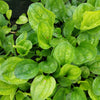 Chinese Plantain Seeds – Plantago Asiatica Herb Flower