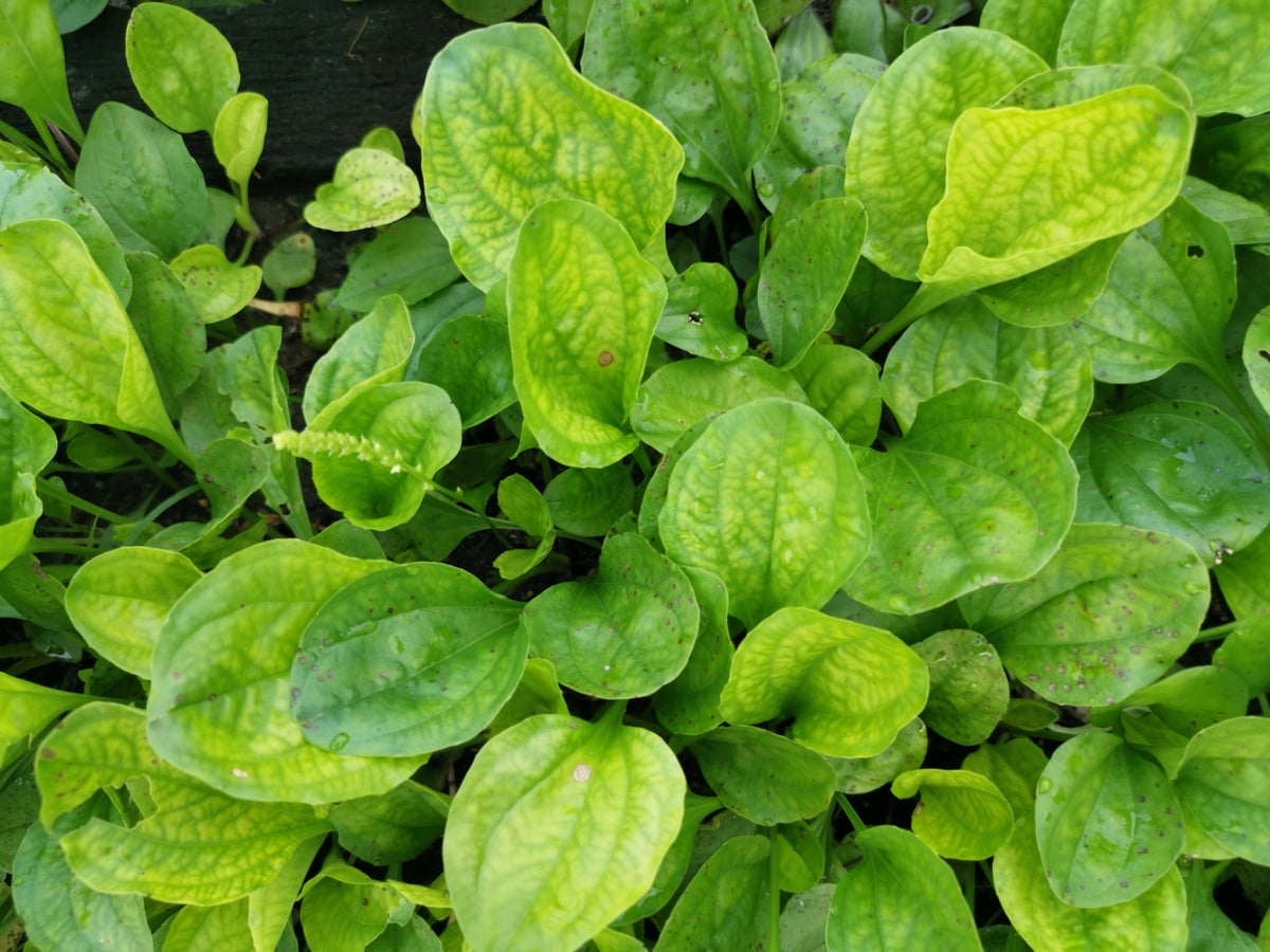 Chinese Plantain Seeds – Plantago Asiatica Herb Flower