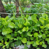 Chinese Plantain Seeds – Plantago Asiatica Herb Flower – photo 2