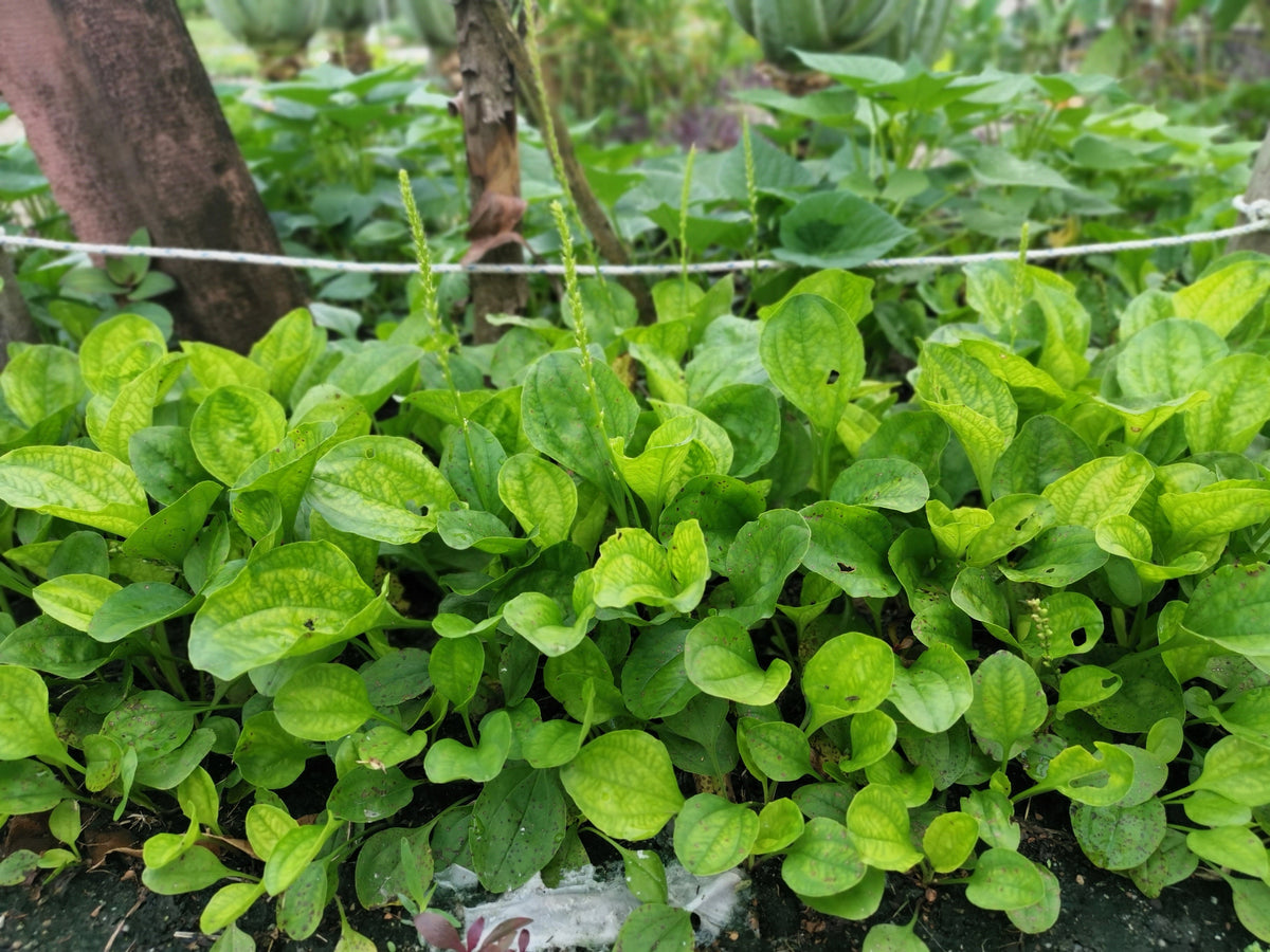 Chinese Plantain Seeds – Plantago Asiatica Herb Flower – photo 2