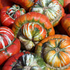 10 American TURKS TURBAN SQUASH Gourd Cucurbita Maxima Vine Seeds
