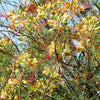 5 DESERT BIRD OF PARADISE Shrub Caesalpinia Gilliesii Poinciana Red & Yellow Flower Seeds