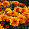 50 Tricolor DOUBLE PAINTED DAISY Chrysanthemum Carinatum Tanacetum Dunetti Mixed Colors Flower Seeds