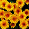 50 Tricolor DOUBLE PAINTED DAISY Chrysanthemum Carinatum Tanacetum Dunetti Mixed Colors Flower Seeds