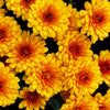 50 Tricolor DOUBLE PAINTED DAISY Chrysanthemum Carinatum Tanacetum Dunetti Mixed Colors Flower Seeds