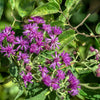 100 MISSOURI IRONWEED Monarch Flower Native Purple Vernonia Missurica Seeds