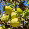 20 Chinese QUINCE FRUIT TREE Chaenomeles Sinensis Pseudocydonia Fruit Flower Seeds Thornless
