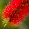 40 CRIMSON BOTTLEBRUSH Callistemon Citrinus Flowering Shrub Bush Small Tree Seeds