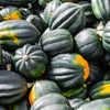 50 Table Queen ACORN SQUASH Winter Cucurbita Pepo Vegetable Seeds