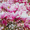 5 SAUCER MAGNOLIA x Soulangeana Denudata & Liliiflora 5 - 10" Pink & White Flower Tulip Tree Seeds