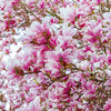 5 SAUCER MAGNOLIA x Soulangeana Denudata & Liliiflora 5 - 10" Pink & White Flower Tulip Tree Seeds
