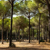 5 Pine Nut ITALIAN STONE PINE Pinus Pinea Umbrella Tree Seeds