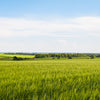 300 Wrens Abruzzi WINTER RYE Secale Cereale Grain Cover Crop Seeds