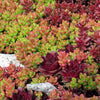 150 MIXED SEDUM Stonecrop Succulent Groundcover Red White Yellow Pink Purple Flower Seeds