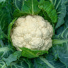 250 SNOWBALL SELFBLANCHING CAULIFLOWER White Brassica Oleracea Vegetable Seeds