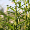 1500 BLACK SESAME Sesamum Indicum Vegetable Flower Seeds