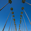 30 CALIFORNIA FAN PALM Tree Petticoat Arizona Desert Washingtonia Filifera Seeds
