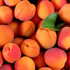 5 MANCHURIAN APRICOT Fruit Tree Flowering Prunus Mandshurica Seeds