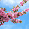 10 JAPANESE FLOWERING CHERRY Tree Oriental Prunus Serrulata Flower Seeds