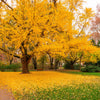 10 GINKGO BILOBA Maidenhair Tree Yellow Fall Orange "Fruit" Herb Seeds