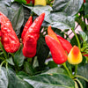 300 ANAHEIM CHILI PEPPER (New Mexico Chili Pepper) Capsicum Annuum Vegetable Seeds