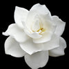 50 GARDENIA Jasminoides / CAPE JASMINE Fragrant White Shrub Houseplant Flower Seeds