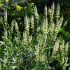 200 WHITE MIGNONETTE Reseda Alba Very FRAGRANT Flower Seeds