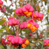 25 EUROPEAN SPINDLE TREE Euonymus Europaeus Spindletree Pink & Orange Flower Shrub Seeds