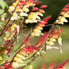 Firecracker Vine Seeds – Flower Mina Lobata Exotic Love Spanish Flag Ipomoea – photo 5