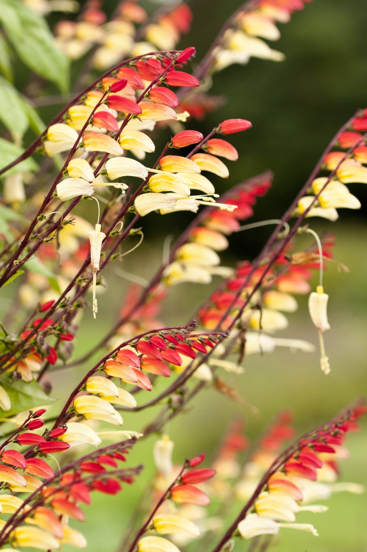 Firecracker Vine Seeds – Flower Mina Lobata Exotic Love Spanish Flag Ipomoea – photo 5