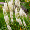 50 BLACK COHOSH Bugbane Actaea Racemosa Cimicifuga Bugbane Snakeroot Native White Shade Flower Herb Seeds