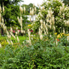 50 BLACK COHOSH Bugbane Actaea Racemosa Cimicifuga Bugbane Snakeroot Native White Shade Flower Herb Seeds