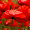 1000 PEPPERBOX POPPY MIX Papaver Somniferum Mixed Colors Red Violet Flower Seeds