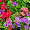 Mixed Colors Drummond Phlox Mix Seeds – Pink, Red, & White Phlox Drummondii Flower – photo 2