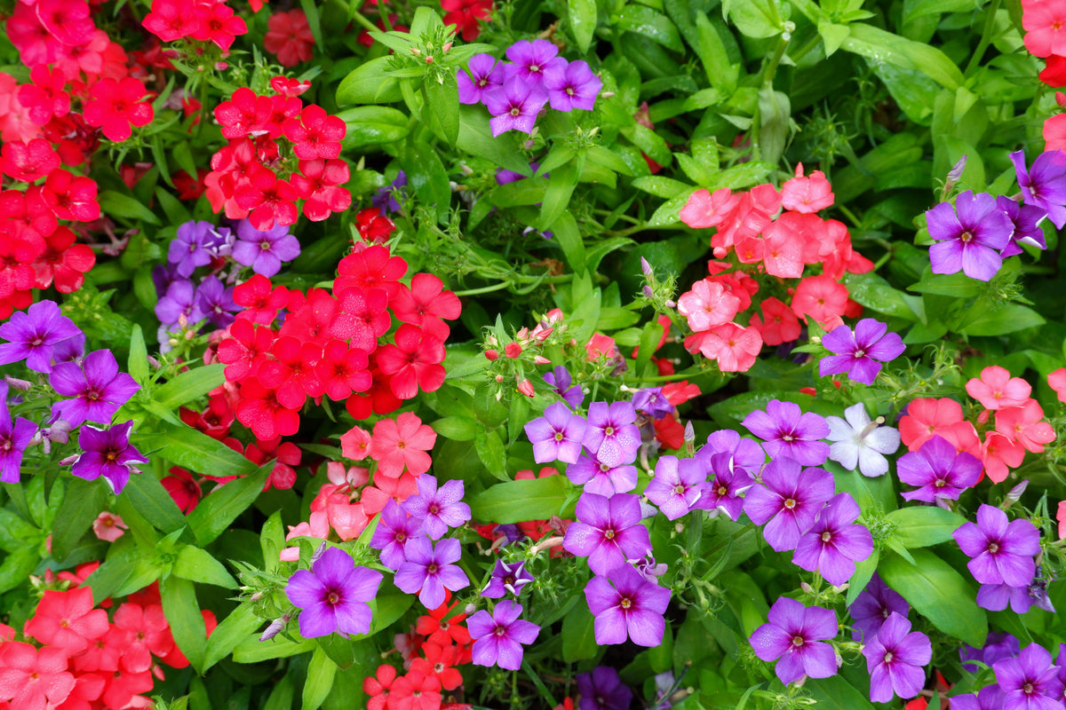 Mixed Colors Drummond Phlox Mix Seeds – Pink, Red, & White Phlox Drummondii Flower – photo 2