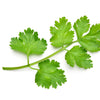 1000 CILANTRO / CORRIANDER / Chinese PARSLEY Coriandrum Sativum Herb Flower Seeds