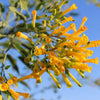 250 TREE TOBACCO Nicotiana Glauca Yellow Trumpet Flower Herb Shrub Seeds