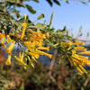 250 TREE TOBACCO Nicotiana Glauca Yellow Trumpet Flower Herb Shrub Seeds
